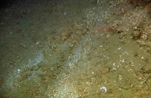 deep sea floor trawling