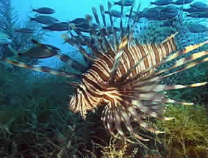 delicious lionfish