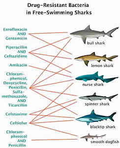 drug resistant bacteria fish sharks