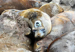 elephant seal camera