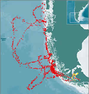 elephant seal satellite track