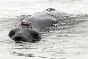 elephant seal tracking