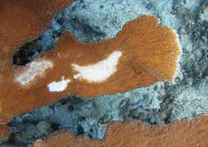 elkhorn coral pox