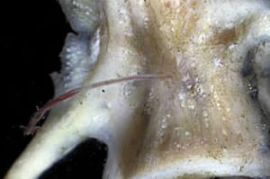fish bone osedax worm