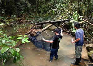 fish collection amazon