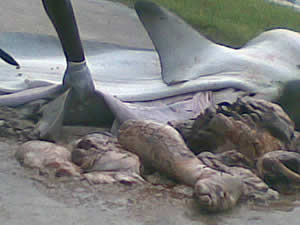 foot arm torso tiger shark attack bahamas