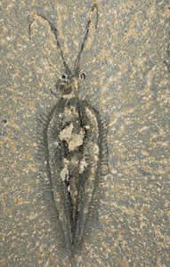 fossil Nectocaris pteryx