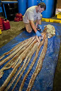 giant squid florida research