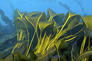 golden kelp Aureophycus aleuticus