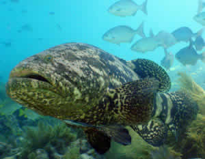 goliath grouper NOAA