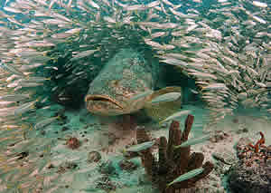 goliath grouper walt Sterns FSU