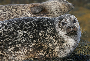 grey seal scotland