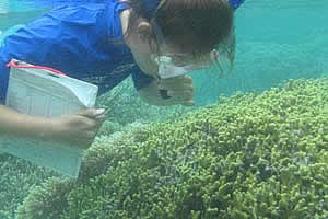 guam coral