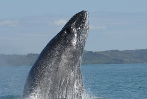 humpback head singing