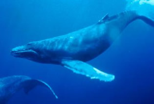 humpback whale noaa