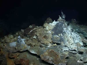 hydrothermal vent crab Segonzacia