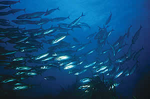 jack mackeral