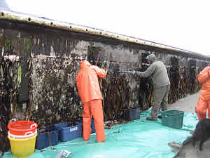 japan tsunami dock debris oregon