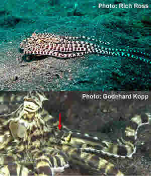 jawfish mimic octopus indonesia