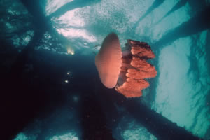 jellyfish rigs to reefs