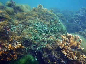 kaneoho bay Montipora coral gorilla ogo algae