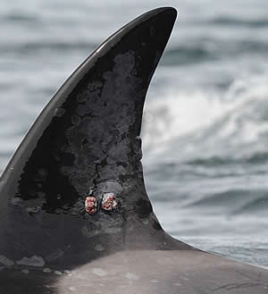 killer whale orca tag wound find Satellite
