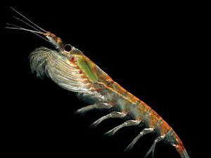 krill southern ocean