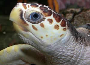 loggerhead sea turtle bycatch