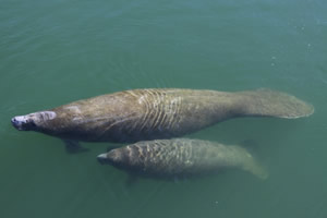 manatee pool float
