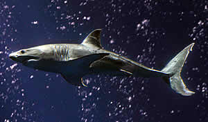 monterey bay aquarium great white shark