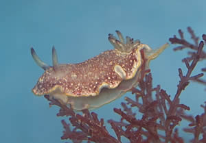 nudibranch Chromodoris fentoni