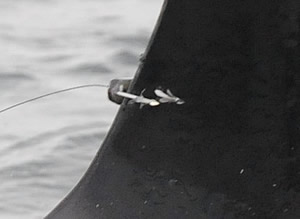 orca satellite tag wound barb