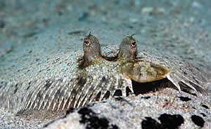 peacock flounder