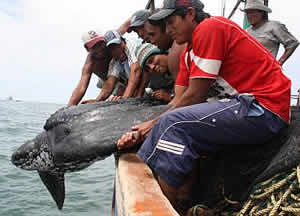 peru turtle bycatch