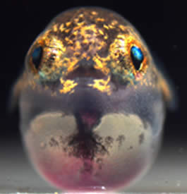 pufferfish beak