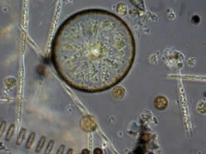 puget sound diatoms