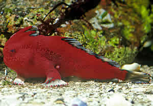 red handfish