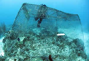 reef herbavore fish Study