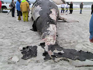 right whale entaglement death