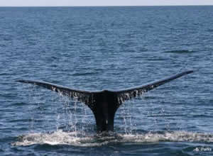right whale tail