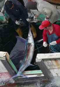 sailfish bycatch greenpeace