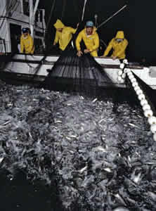 sardines fishing