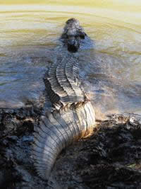 satellite croc swim ocean current