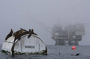 sea lions hondo oil rig