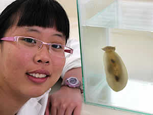 sea slug fever Serena Khor