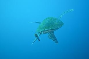 sea turtle satellite tag pretoma