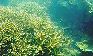 sediment coral reef