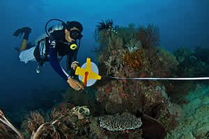 semporna marine diversity