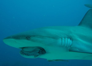 shark deformed jaw St Maarten