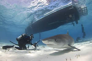 shark ecotourism